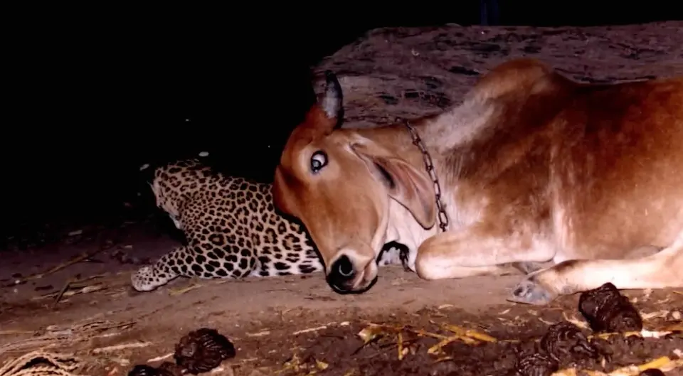 Фермер помітив, що леопард щоночі приходить до корови, і вирішив з’ясувати причину за допомогою камери